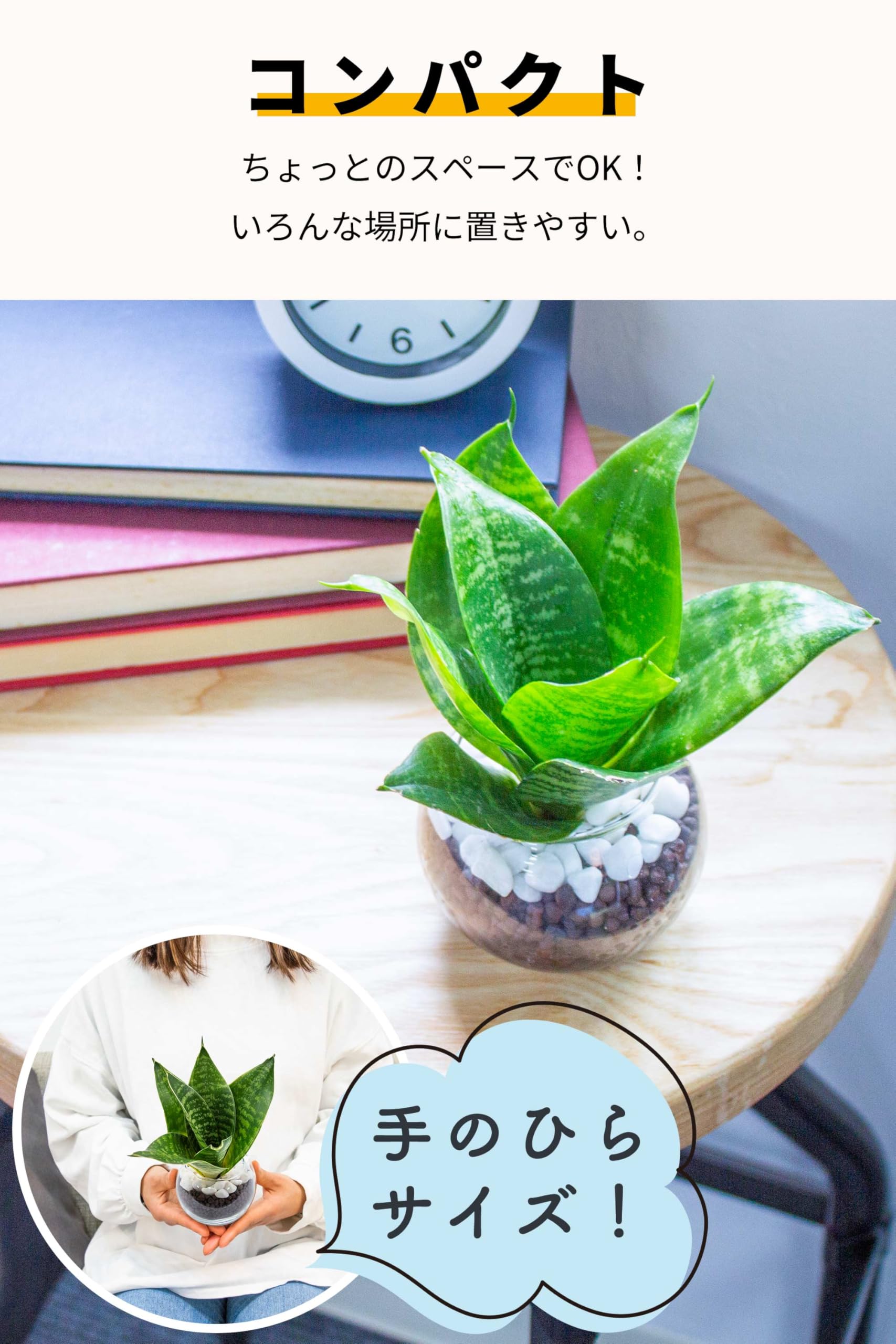 Amazon｜[ miipas ] サンスベリア 観葉植物 本物 ミニ ハイドロ